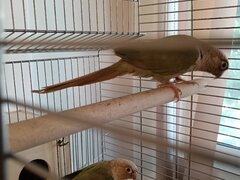 Vand pereche papagali Pyrrhura molinoae